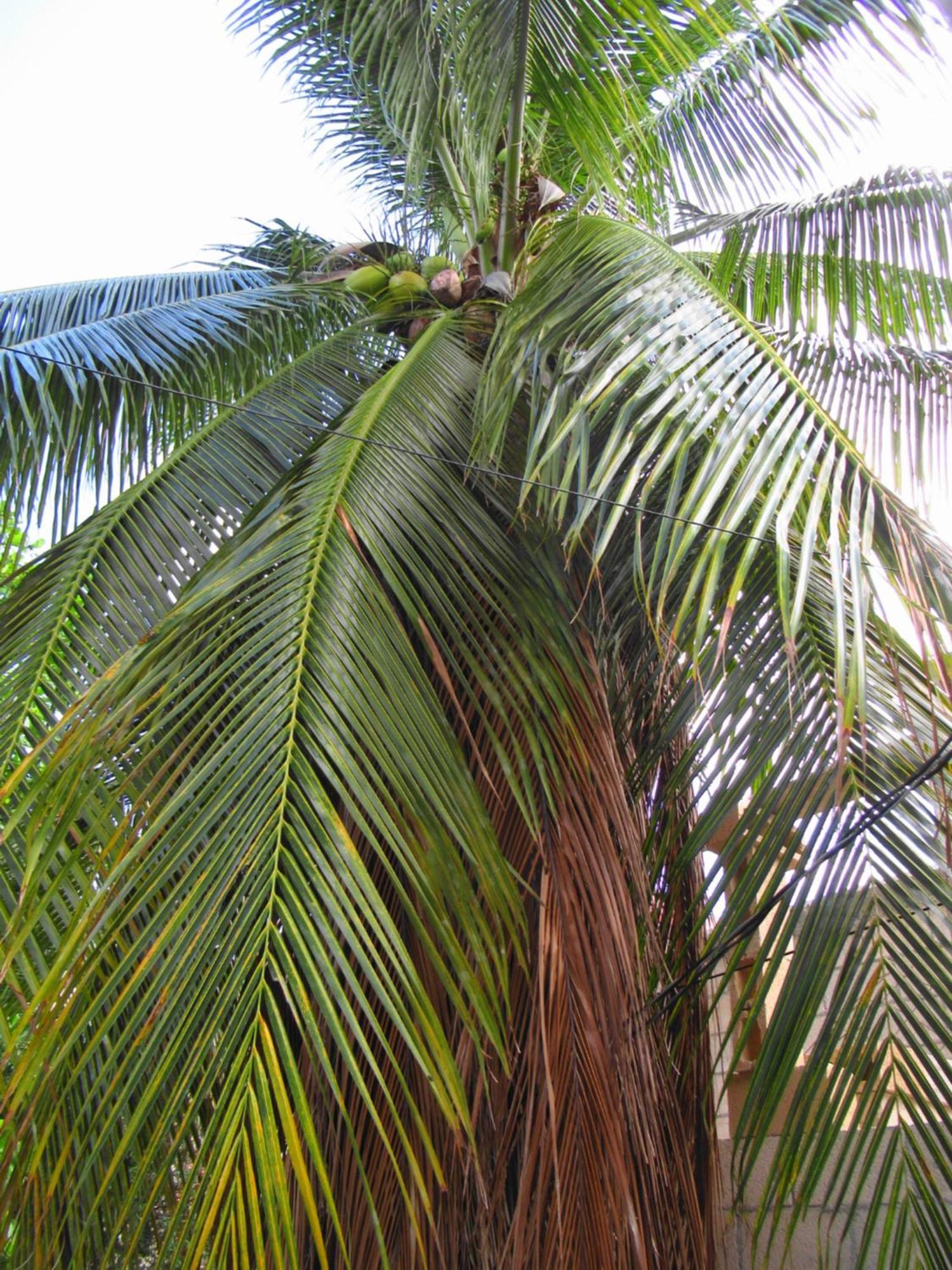 Cocos Apartamento Cancún