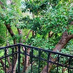 Villa Antilope