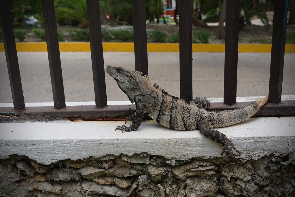 Hostal Hostel El Corazon Cancún