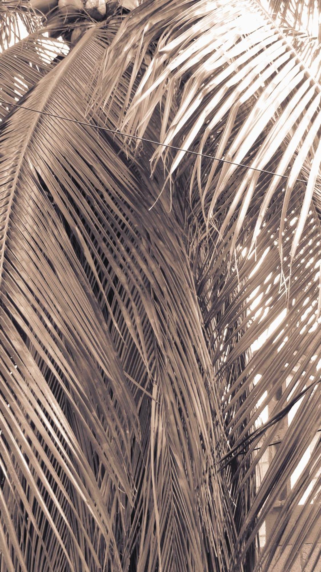 Cocos Apartamento *