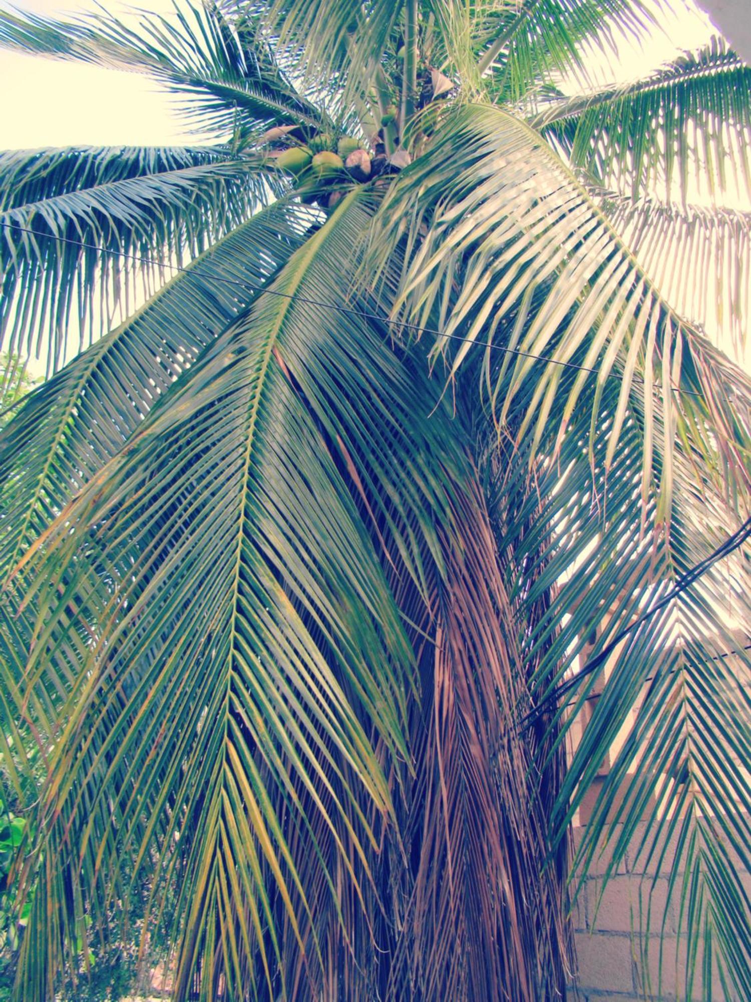 Cocos * Cancún