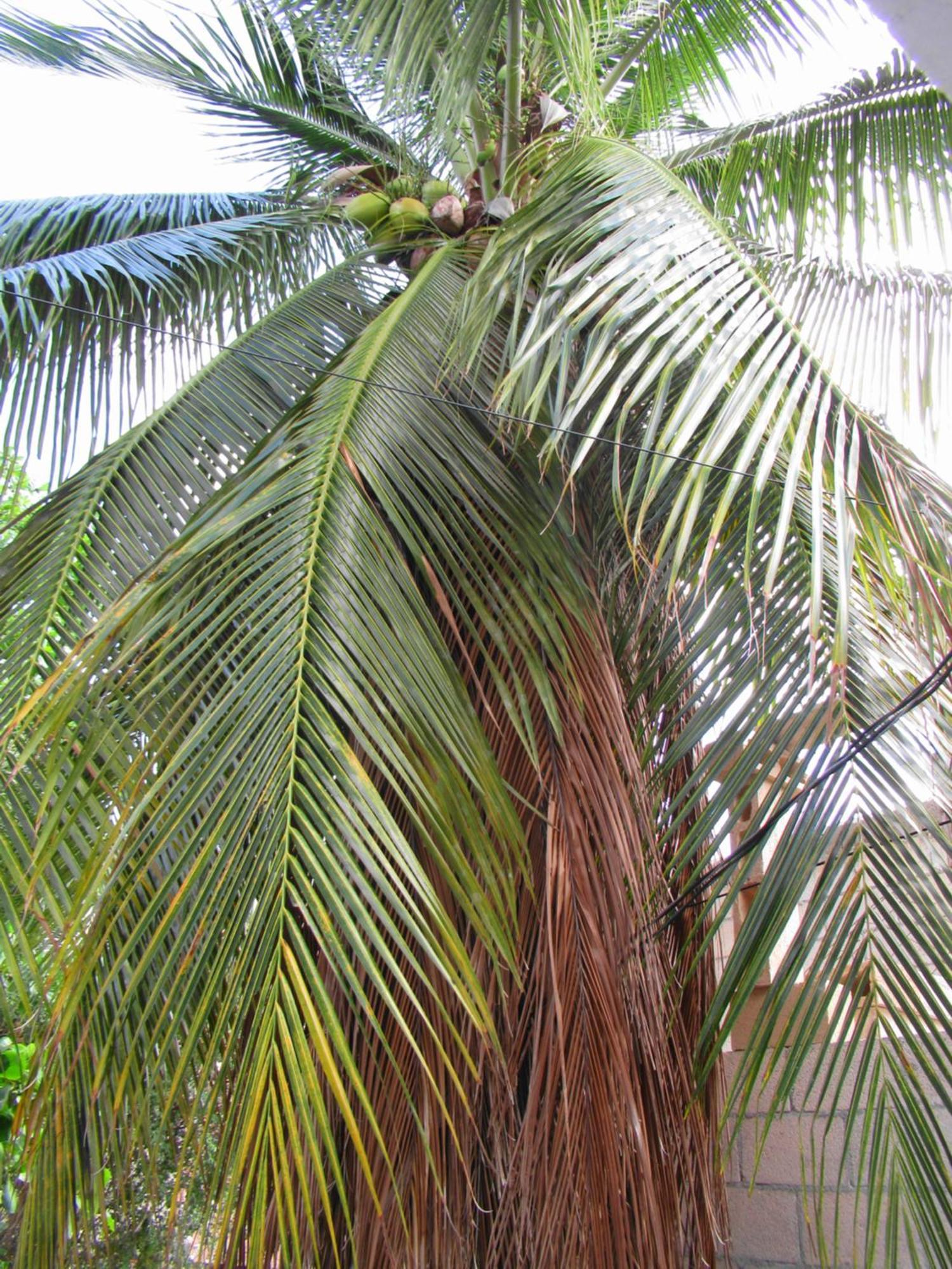 Cocos Apartamento Cancún