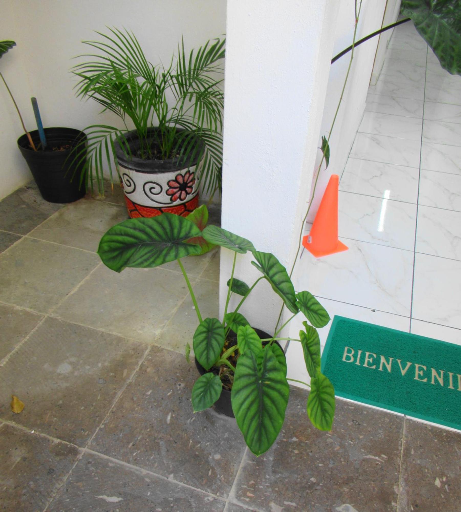 Apartamento Cocos *