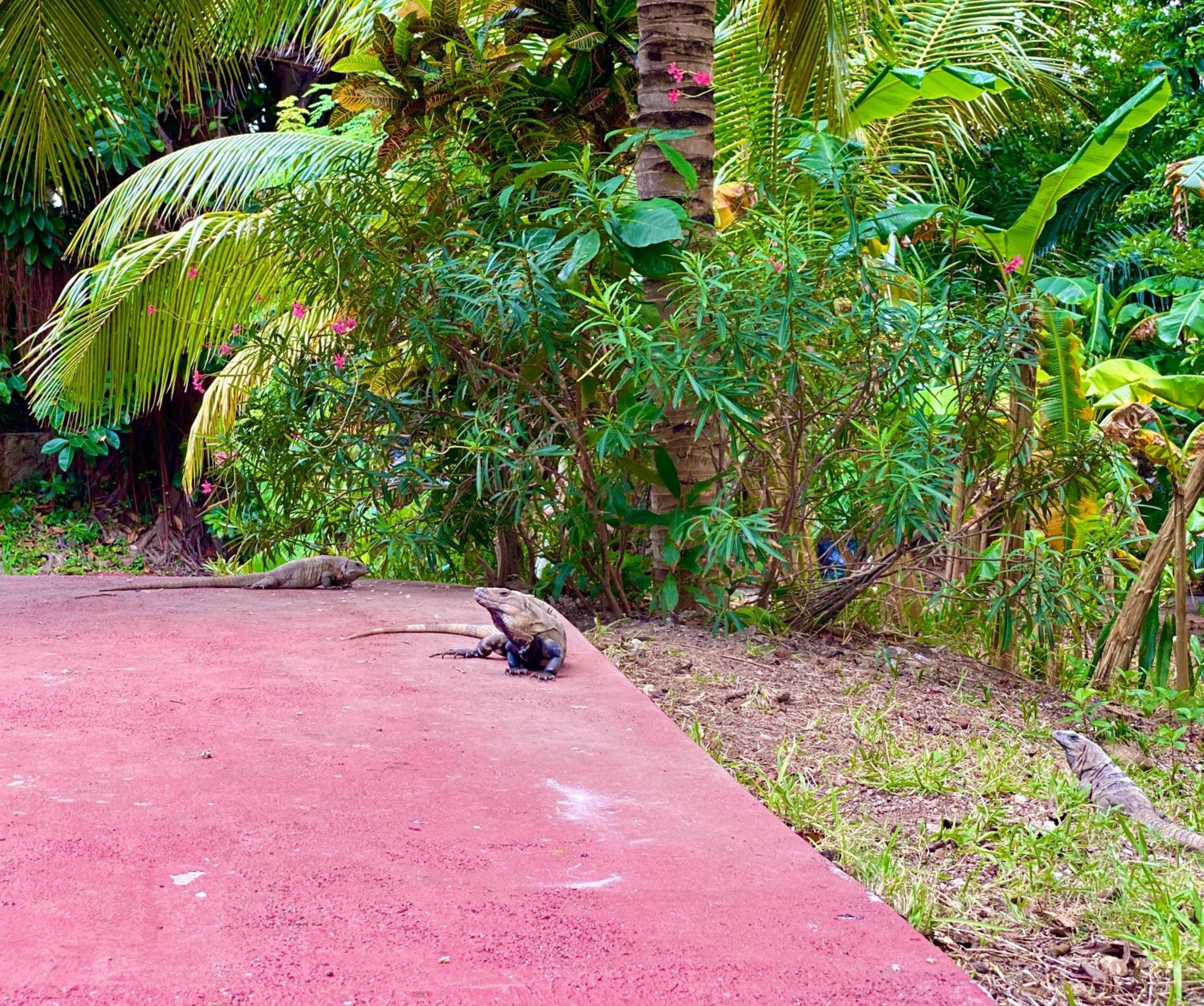 Tropical By Andiani Apartamento